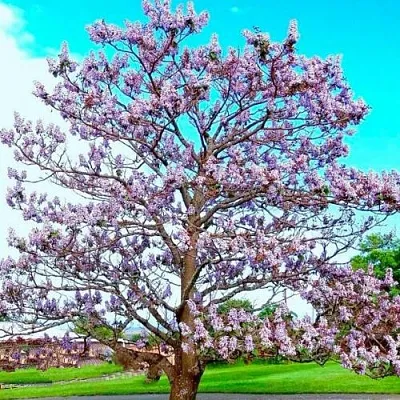 Павловния  Павловния в Нижнем Тагиле