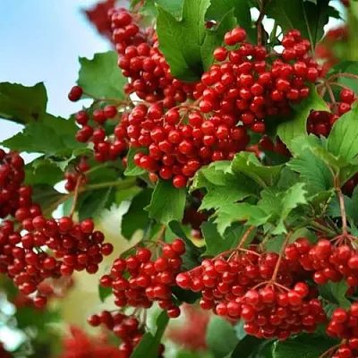 Калина ТАЕЖНЫЕ РУБИНЫ  Калина ТАЕЖНЫЕ РУБИНЫ в Нижнем Тагиле