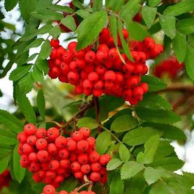 Рябина ОБЫКНОВЕННАЯ  Рябина ОБЫКНОВЕННАЯ в Нижнем Тагиле