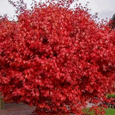 Клен гиннала   Клен гиннала  в Нижнем Тагиле