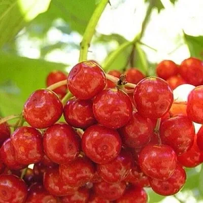 Калина КИЕВСКАЯ САДОВАЯ  Калина КИЕВСКАЯ САДОВАЯ в Нижнем Тагиле