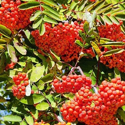 саженец рябины Сорбинка саженец рябины Сорбинка