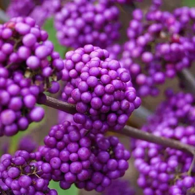 Красивоплодник в Нижнем Тагиле