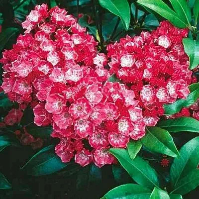 Кальмия КАРДИНАЛ  Кальмия КАРДИНАЛ в Нижнем Тагиле