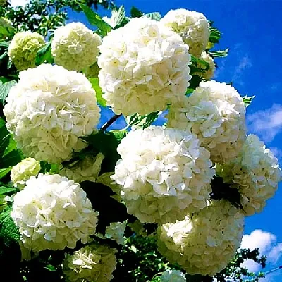 Калина БУЛЬДЕНЕЖ  Калина БУЛЬДЕНЕЖ в Нижнем Тагиле