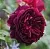 Саженцы роз МАНСТЕД ВУД английская в Нижнем Тагиле