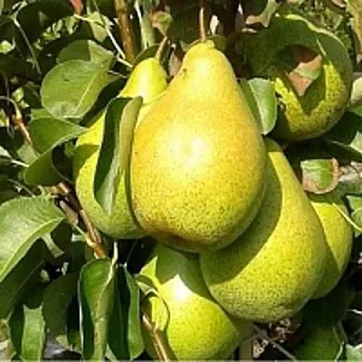 Груша ПАТЕН (ГЛУБОКСКАЯ)  Груша ПАТЕН (ГЛУБОКСКАЯ) в Нижнем Тагиле