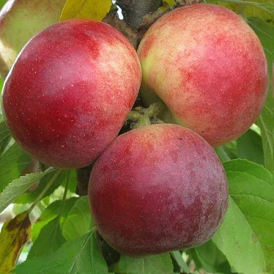 Яблоня БАЛЕРИНА ФЛАМЕНКО колонновидная в Нижнем Тагиле