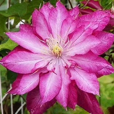 Клематис КАЕН  Клематис КАЕН в Нижнем Тагиле