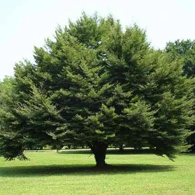 Бук обыкновенный  Бук обыкновенный в Нижнем Тагиле