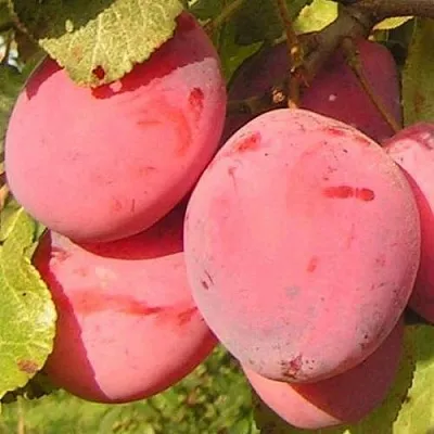 Слива ФАВОРИТЕ ДЕ СУЛТАНО  Слива ФАВОРИТЕ ДЕ СУЛТАНО в Нижнем Тагиле