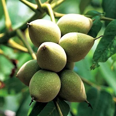 Орех МАНЬЧЖУРСКИЙ  Орех МАНЬЧЖУРСКИЙ в Нижнем Тагиле