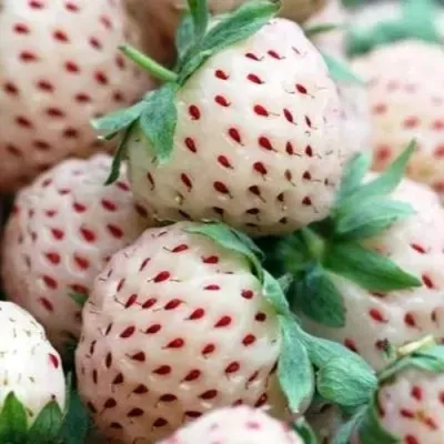 Клубника АНАНАСА ремонтантная в Нижнем Тагиле
