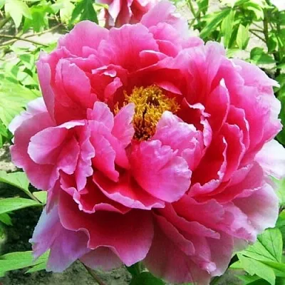 Пион ВОСХОД СОЛНЦА древовидный  Пион ВОСХОД СОЛНЦА древовидный в Нижнем Тагиле