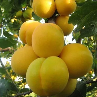 Слива ЛОДВА  Слива ЛОДВА в Нижнем Тагиле