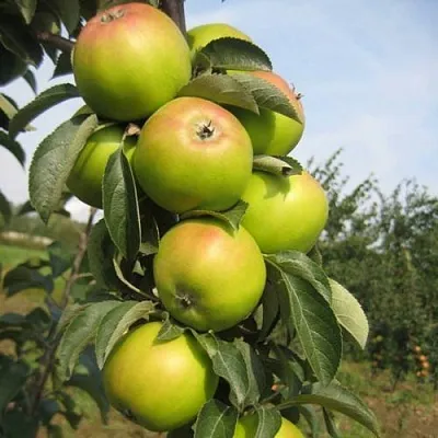 Яблоня ЛУКОМОР колонновидная в Нижнем Тагиле