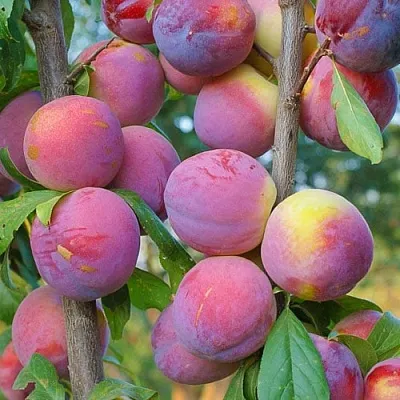 Слива КОЛОННОВИДНАЯ  Слива КОЛОННОВИДНАЯ в Нижнем Тагиле