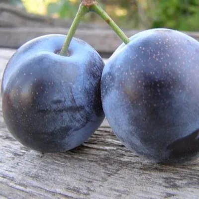 Слива БЛЮФРИ  Слива БЛЮФРИ в Нижнем Тагиле