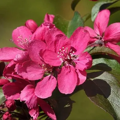 Яблоня НЕДЗВЕЦКОГО  Яблоня НЕДЗВЕЦКОГО в Нижнем Тагиле