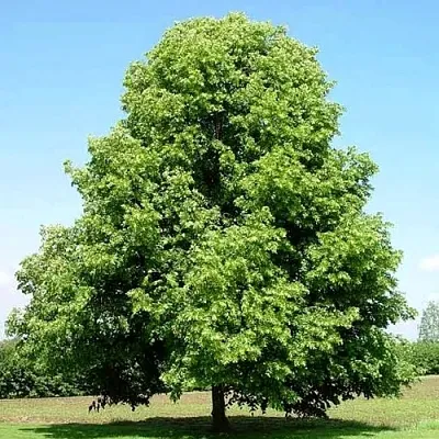 Липа мелколистная  Липа мелколистная в Нижнем Тагиле