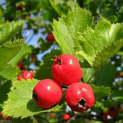 Боярышник МЯГКОВАТЫЙ  Боярышник МЯГКОВАТЫЙ в Нижнем Тагиле