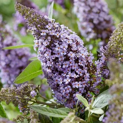 Буддлея давида БАТТЕРФЛЯЙ КАНДИ ЛИЛА СВИТХАРТ в Нижнем Тагиле