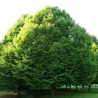 Граб японский  Граб японский в Нижнем Тагиле