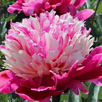 Пион ДЕЙДРИМ травянистый  Пион ДЕЙДРИМ травянистый в Нижнем Тагиле