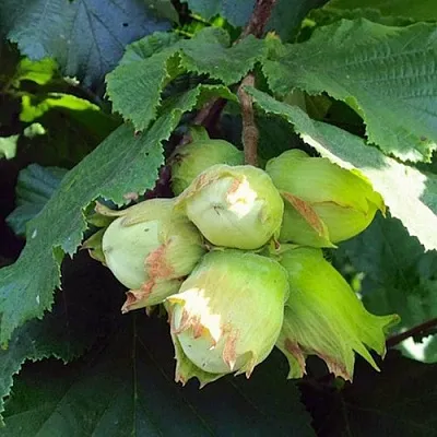 Фундук ТАМБОВСКИЙ РАННИЙ  Фундук ТАМБОВСКИЙ РАННИЙ в Нижнем Тагиле