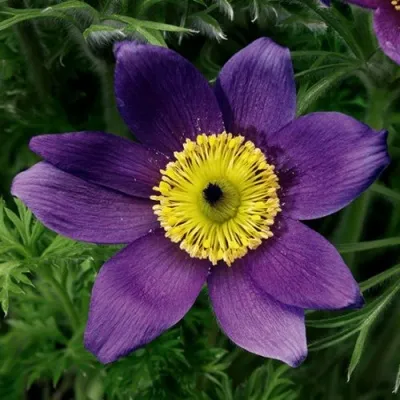 Прострел ПИНВИЛ БЛЮ ШЕЙДЕС в Нижнем Тагиле