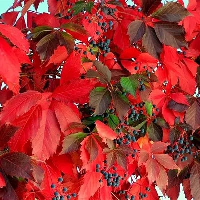 Девичий виноград в Нижнем Тагиле