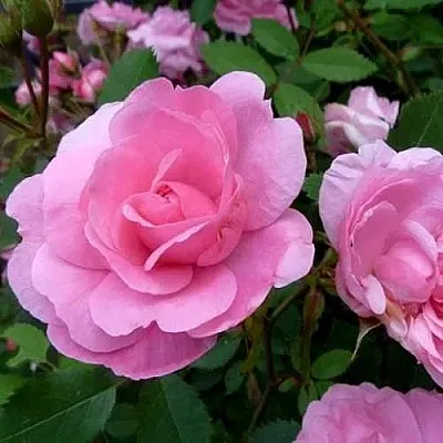 Саженцы роз ДЖОН ДЭВИС плетистая  Саженцы роз ДЖОН ДЭВИС плетистая в Нижнем Тагиле