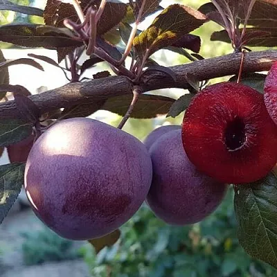 Слива ПАННА   Слива ПАННА  в Нижнем Тагиле