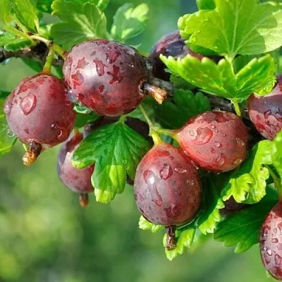 Крыжовник СЕРЕНАДА в Нижнем Тагиле