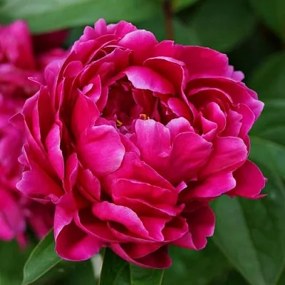 Пион ЛУИ ВАН-ГУТТ травянистый  Пион ЛУИ ВАН-ГУТТ травянистый в Нижнем Тагиле