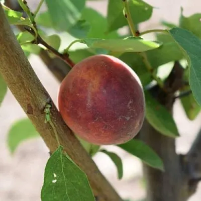 Плумкот БИРИКОККОЛО СУЗИНКОККО  Плумкот БИРИКОККОЛО СУЗИНКОККО в Нижнем Тагиле