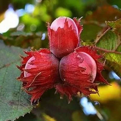 Фундук КРАСНЫЙ ЯНТАРЬ — описание сорта Фундук КРАСНЫЙ ЯНТАРЬ в Нижнем Тагиле