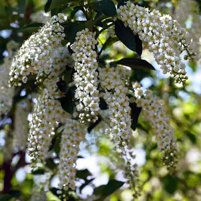 Черемуха виргинская ШУБЕРТ  Черемуха виргинская ШУБЕРТ в Нижнем Тагиле