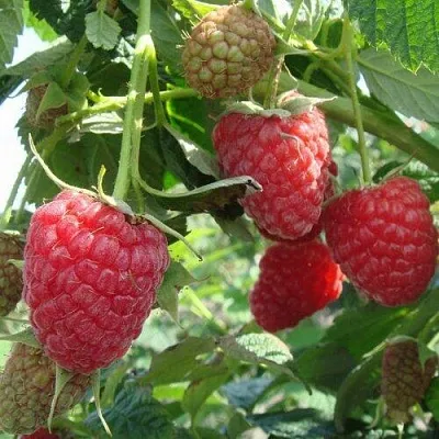 Малина КОЛОКОЛЬЧИК  Малина КОЛОКОЛЬЧИК в Нижнем Тагиле