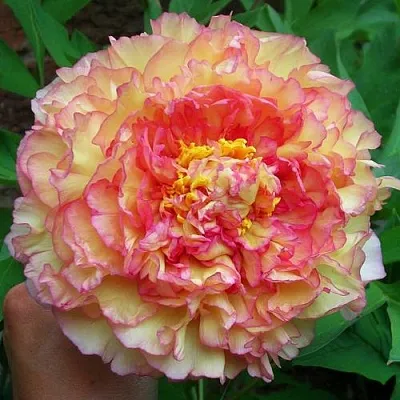 Пионы древовидные в Нижнем Тагиле