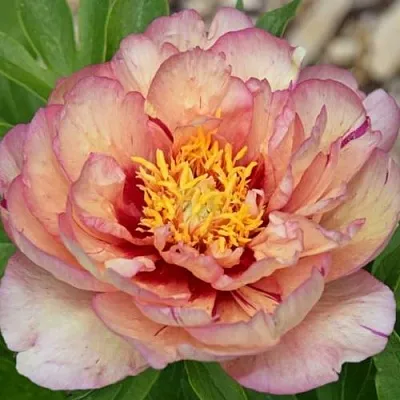 Пион КЭЛЛИС МЕМОРИ ито-гибрид  Пион КЭЛЛИС МЕМОРИ ито-гибрид в Нижнем Тагиле