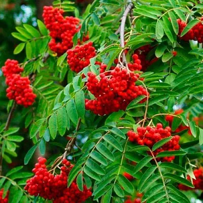 Рябина ПЛАКУЧАЯ сладкоплодная  Рябина ПЛАКУЧАЯ сладкоплодная в Нижнем Тагиле