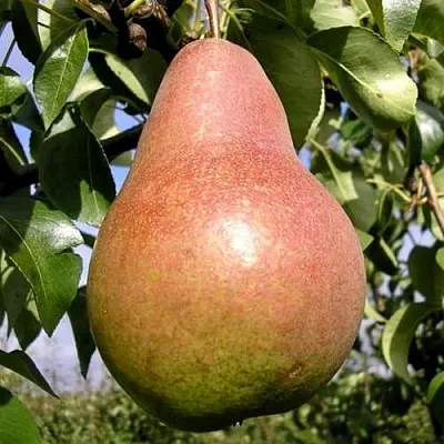 Груша КИРГИЗСКАЯ ЗИМНЯЯ  Груша КИРГИЗСКАЯ ЗИМНЯЯ в Нижнем Тагиле