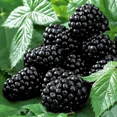 Ежевика БЛЭК БЬЮТИ в Нижнем Тагиле