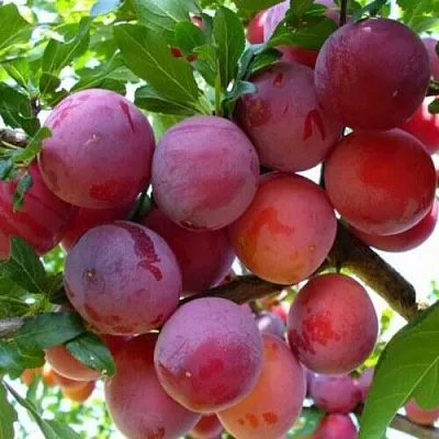 Слива НЕКТАРИННАЯ АРОМАТНАЯ  Слива НЕКТАРИННАЯ АРОМАТНАЯ в Нижнем Тагиле