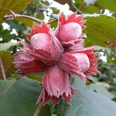 Фундук СКАРЛЕТТ  Фундук СКАРЛЕТТ в Нижнем Тагиле