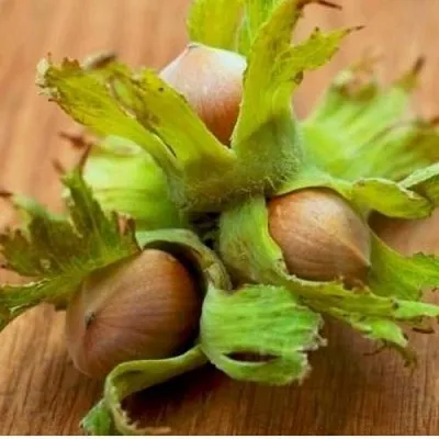 Фундук ГИГАНТ ТАМБОВСКИЙ  Фундук ГИГАНТ ТАМБОВСКИЙ в Нижнем Тагиле