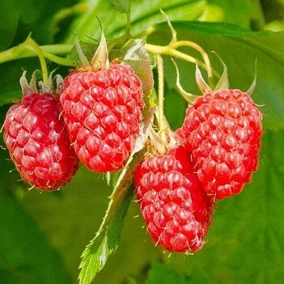 Малина ИЗОБИЛЬНАЯ  Малина ИЗОБИЛЬНАЯ в Нижнем Тагиле