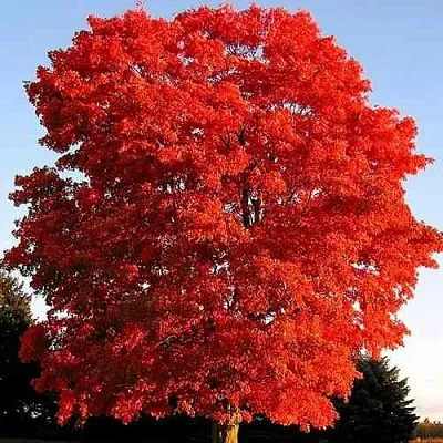 Дуб красный   Дуб красный  в Нижнем Тагиле