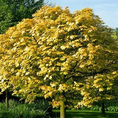 Клен ложноплатановый  Клен ложноплатановый в Нижнем Тагиле